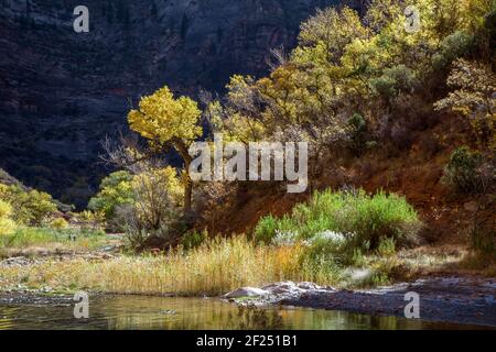 Les photographes marchant à côté de la rivière vierge Banque D'Images
