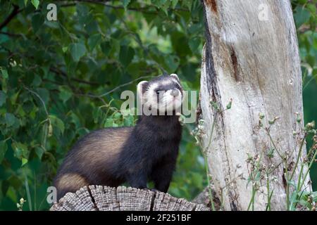 Couleur putois Ferret Banque D'Images