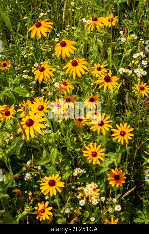 Susan & Daisy Fleabane à yeux noirs sont souvent deux fleurs sauvages indigènes trouvé croissant ensemble dans les anciens champs et les prairies sauvages dans le Nord-est des États-Unis Banque D'Images