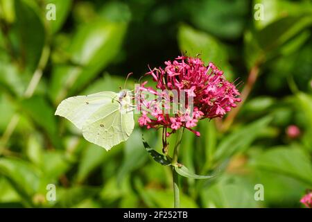 La pierre d'état commune (Gonepteryx rhamni), famille des Pieridae sur les fleurs de la valériane rouge ou de la barbe de Jupiter (Centranthus ruber 'Çoccineus' ). Banque D'Images