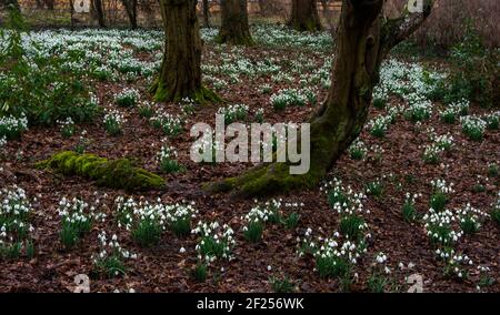 Les gouttes de neige fleurissent au début du printemps dans un cadre boisé Banque D'Images