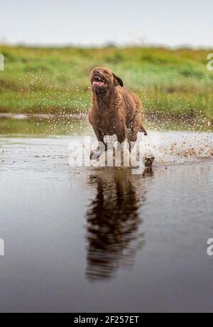 Un chien de Chesapeake Bay Retriever, un chien de travail populaire, qui coule dans l'eau et provoque des éclaboussures Banque D'Images