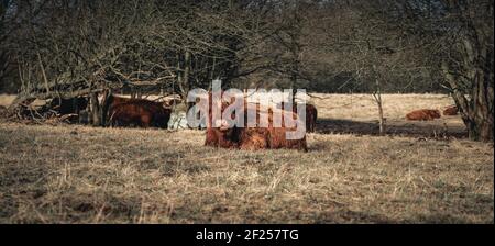 Galloway couché sur un saule au début du printemps Banque D'Images