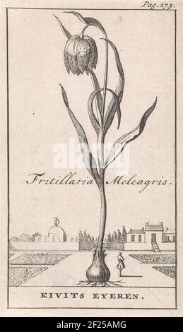 Ces imprimés floraux de Jan Luyken sont issus du Nederlandschen Herbarius publié par le médecin Steven Blankaart en 1698. Cette plante hollandaise décrit les plantes et les arbres indigènes avec leurs propriétés médicinales. Incidemment, toutes les fleurs n'ont pas eu une application médicale pratique. Mais ils étaient tout à fait appropriés «pour faire des nosegays et des posies» ou «impliquent un plaisir à regarder». Banque D'Images