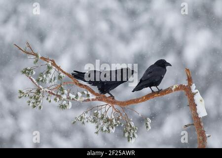 Corbeaux communs / corbeau du nord (Corvus corax) paire perchée dans un épicéa en hiver pendant une douche à neige Banque D'Images