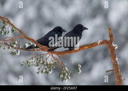 Corbeaux communs / corbeau du nord (Corvus corax) paire perchée dans un épicéa en hiver Banque D'Images