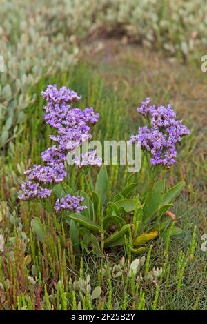 La lavande de mer commune (Limonium vulgare) fleurit dans le saltmarais en été Banque D'Images