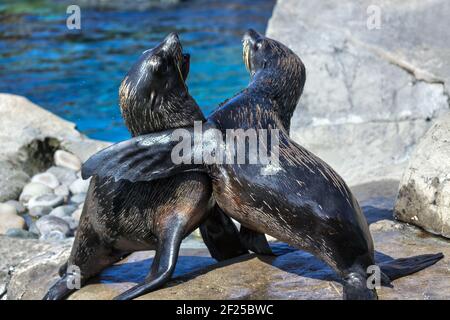 L'Amérique du Sud (Arctocephalus australis) Banque D'Images