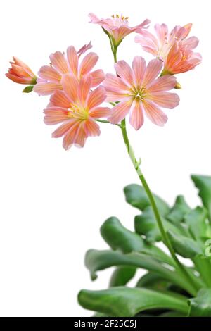 lewisia cotyledon, femme de la falaise, siskiyou lewisia, rêves de moutain, broklewisia Banque D'Images
