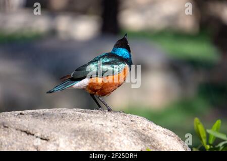 VALENCE, ESPAGNE - FÉVRIER 26 : superbe Spreo Starling (Lamprotornis superbus) au Bioparc de Valence Espagne le 26 février 2 Banque D'Images