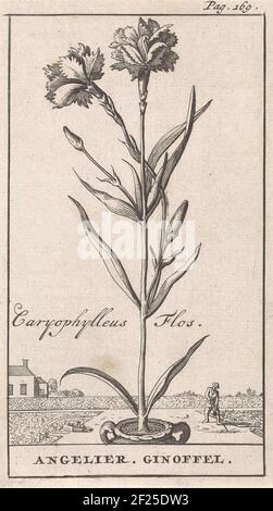 Ces imprimés floraux de Jan Luyken sont issus du Nederlandschen Herbarius publié par le médecin Steven Blankaart en 1698. Cette plante hollandaise décrit les plantes et les arbres indigènes avec leurs propriétés médicinales. Incidemment, toutes les fleurs n'ont pas eu une application médicale pratique. Mais ils étaient tout à fait appropriés «pour faire des nosegays et des posies» ou «impliquent un plaisir à regarder». Banque D'Images