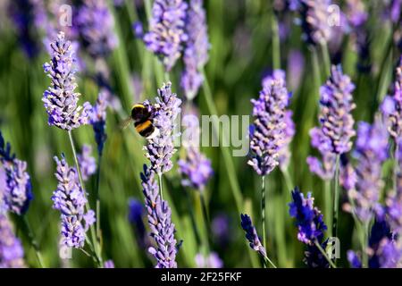 Bourdon sur Lavande Banque D'Images