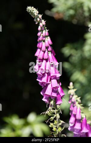 Les Foxgloves (Digitalis purpurea) fleurissent dans un jardin de campagne anglais Banque D'Images