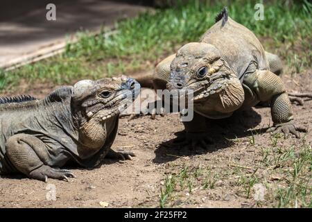 Iguane rhinocéros (Cyclura cornuta) dans le Bioparc Fuengirola Banque D'Images