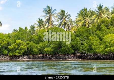 Mangroves aux cotiers dans la réserve de Mida Creek près de Watamu au Kenya. Banque D'Images