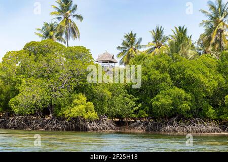 Mangroves aux cotiers dans la réserve de Mida Creek près de Watamu au Kenya. Banque D'Images