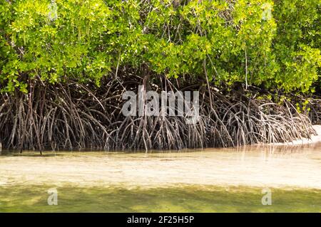 Mangroves au sable blanc dans la réserve de Mida Creek près de Watamu au Kenya. Banque D'Images