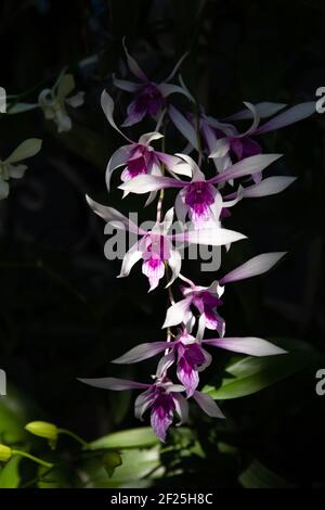 Une photo verticale de magnifiques orchidées pourpres et blanches de Dendrobium culture dans un jardin Banque D'Images