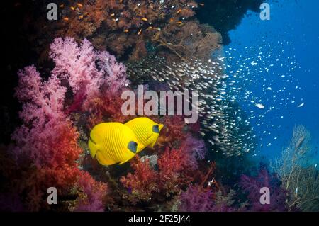Le butterflyfish doré (Chaetodon semilarvatus), la paire de nage devant les coraux mous et une école de balais pygmées (Parapriacanthus guentheri). Égypte, Rouge Banque D'Images