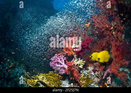 Butterflyfish doré (Chaetodon semilarvatus) Sur le récif de corail avec une école de balais pygmées (Parapriacanthus guentheri) et corail mou (Dendronephthya Banque D'Images