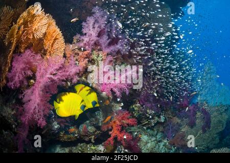 Paire de butterflyfish doré(Chaetodon semilarvatus) Sur le récif corallien avec des coraux mous (Dendronephthya sp) Et une école de Pygmy Sweepers Parapriacanthus Banque D'Images