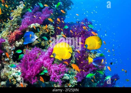 Poisson-mouche doré et tang de queue jaune ou surgéonfish [Zebrasoma xanthurum] nageant sur des coraux mous. Égypte, Mer Rouge. Banque D'Images