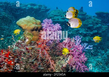 Le poisson-mouche du Panda [Chaetodon adiergastos] et le doré damégoïste [Amblyglyphidodon aureus] nageant devant des coraux mous. Mer d'Andaman, Thaïlande. Banque D'Images