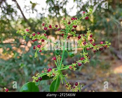 Un cliché sélectif d'une plante commune de gardder sauvage Banque D'Images