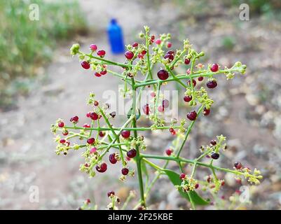 Un cliché sélectif d'une plante commune de gardder sauvage Banque D'Images
