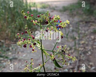 Un cliché sélectif d'une plante commune de gardder sauvage Banque D'Images