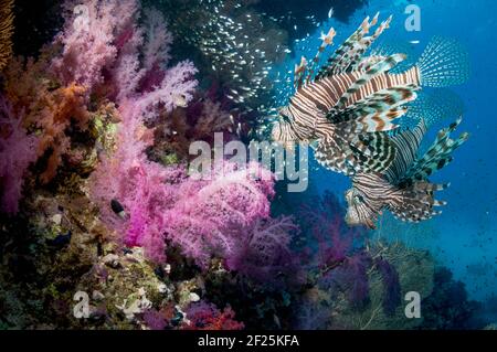 Décor de récif corallien avec une paire de lionfish rouge (Pterois volitans), des coraux mous (Dendronephthya sp) et une école de balayeuses pygmées (Parapriacanthus gue Banque D'Images