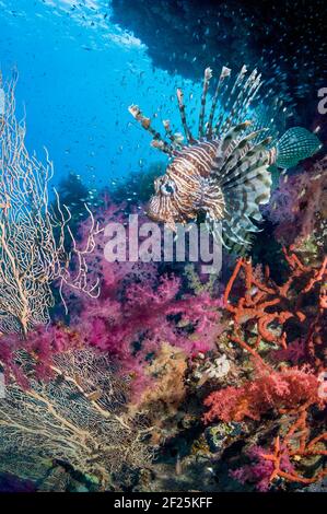 Décor de récif de corail avec un lionfish rouge (Pterois volitans), des coraux mous (Dendronephthya sp) et une école de balayeurs pygmées (Parapriacanthus guentheri). Banque D'Images