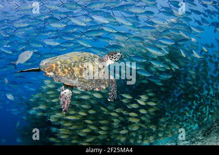 L'école et les fusiliers de la tortue imbriquée (Eretmochelys imbricata) et de l'école de Bigeye scad (Selar crunenophthalmus) sur les récifs coralliens. Misool, Raja Empat, West Pap Banque D'Images