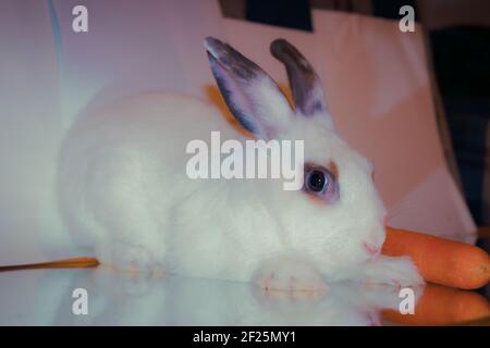 Lapin blanc assis à côté d'une carotte Banque D'Images