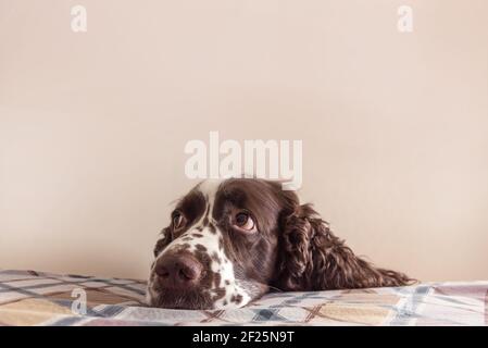 Chien avec les yeux sentimentaux mignons mettre le muzzle sur un lit. Rester seul à la maison, dépression de chien. Banque D'Images