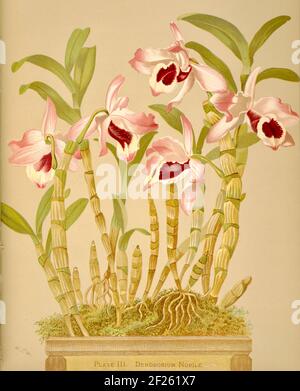 Harriet Stewart Miner, l'illustration botanique vintage d'Orchids - The Famille royale de plantes de 1885 - Dendrobium nobile Banque D'Images