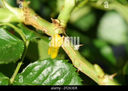 Stades Larve Bebe Coccinelle Pupa Larves Stades De Ladybug Sur Plante Fleur Rose Jaune Sept Points Photo Stock Alamy