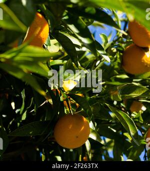 Gros plan de tangerines avec le ciel bleu en arrière-plan sur la Côte d'Azur en France. Banque D'Images