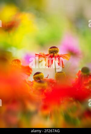 Un joli, artistique, coloré cottage portrait de jardin de fleurs d'helenium sur un magnifique arrière-plan flou et premier plan. Banque D'Images