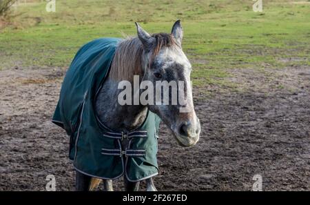 Portrait d'un beau cheval gris pomme portant une couverture de cheval verte. Banque D'Images