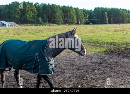 Magnifique cheval de couleur gris pomme tiré dans la prairie en journée ensoleillée portant une couverture de cheval verte. Banque D'Images