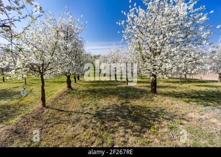 Verger à fleurs près de Cejkovice, Moravie du Sud, République tchèque Banque D'Images