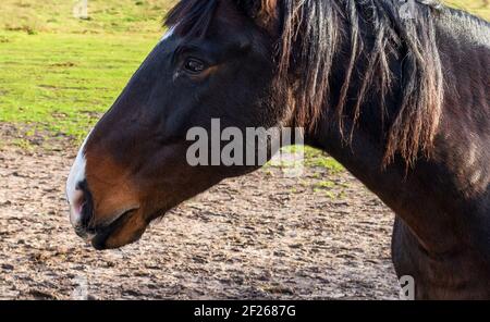 Portrait d'un beau cheval de couleur châtaignier tourné dans la prairie en journée ensoleillée. Banque D'Images