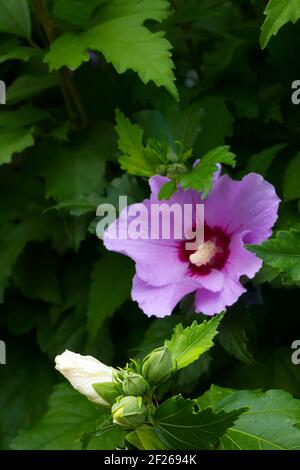 Hibiscus syriacus Banque D'Images