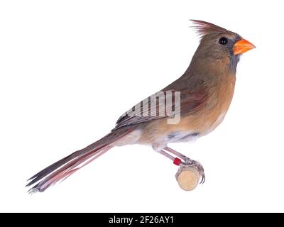 Oiseau de cardinal du Nord, alias Cardinalis cardinali, assis sur un bâton de bois. Isolé sur un fond blanc. Banque D'Images