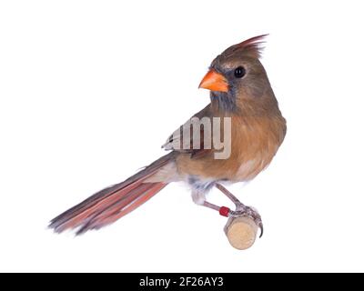 Oiseau de cardinal du Nord, alias Cardinalis cardinali, assis sur un bâton de bois. Isolé sur un fond blanc. Banque D'Images