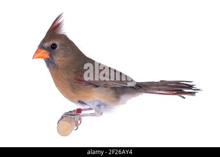 Oiseau de cardinal du Nord, alias Cardinalis cardinali, assis sur un bâton de bois. Isolé sur un fond blanc. Banque D'Images