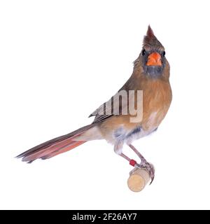 Oiseau de cardinal du Nord, alias Cardinalis cardinali, assis sur un bâton de bois. Isolé sur un fond blanc. Banque D'Images