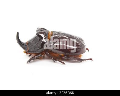 Coléoptère européen des rhinocéros (Oryctes nasicornis) sur fond blanc Banque D'Images