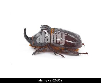 Coléoptère européen des rhinocéros (Oryctes nasicornis) sur fond blanc Banque D'Images